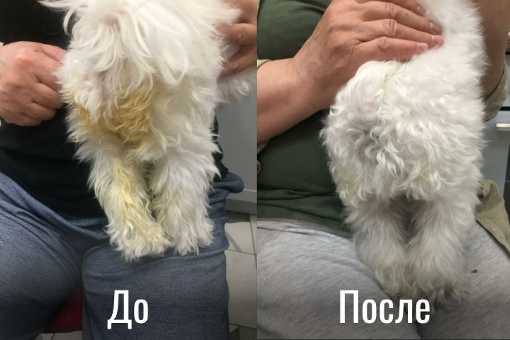 Image title