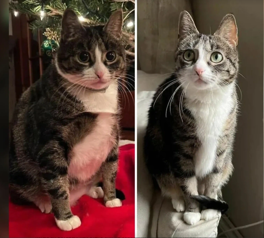 лечение ожирения у кошек