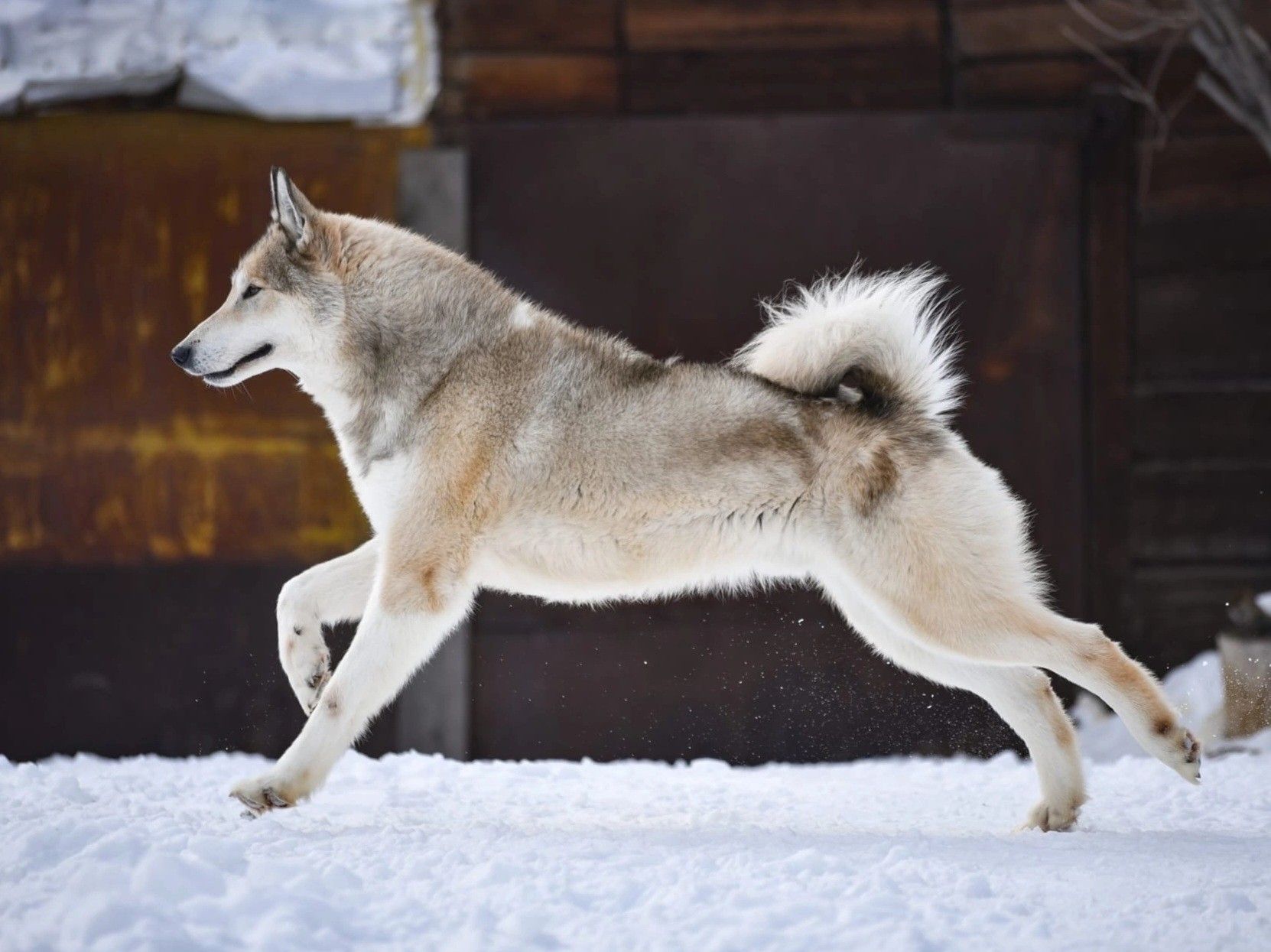 артроскопия собак