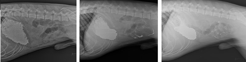 рентген ЖКТ с контрастом
