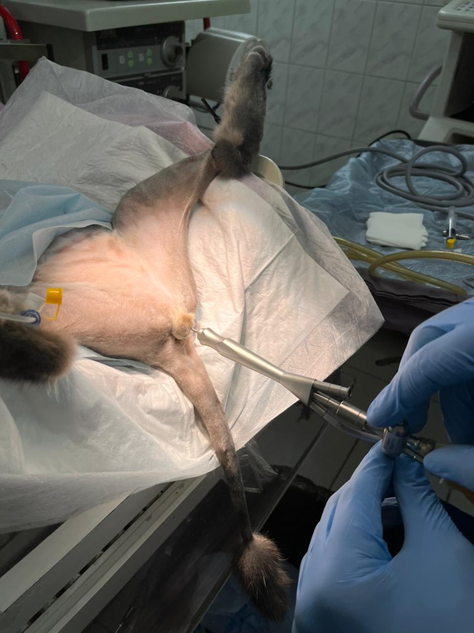 Цистоскопия котов