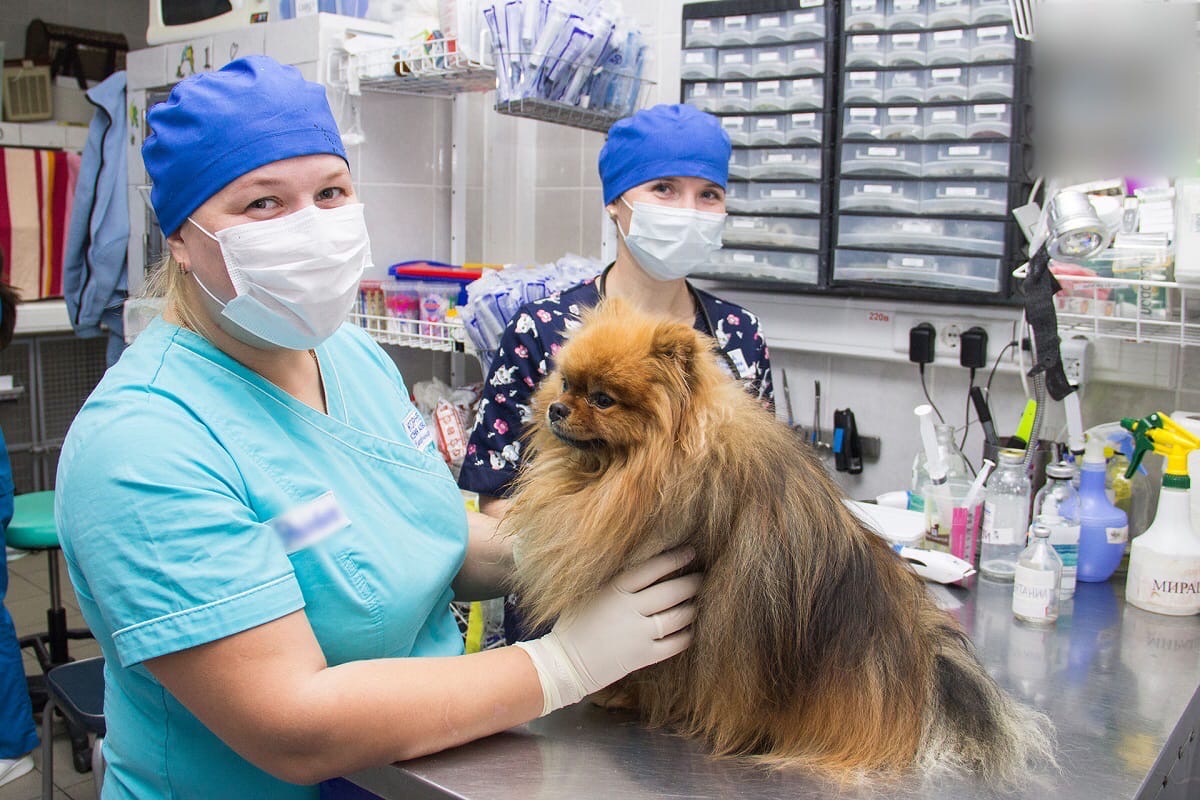 коллапс трахеи померанский шпиц