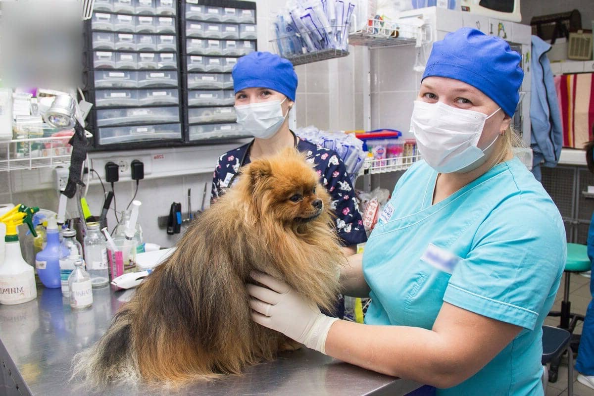 Коллапс трахеи у собак