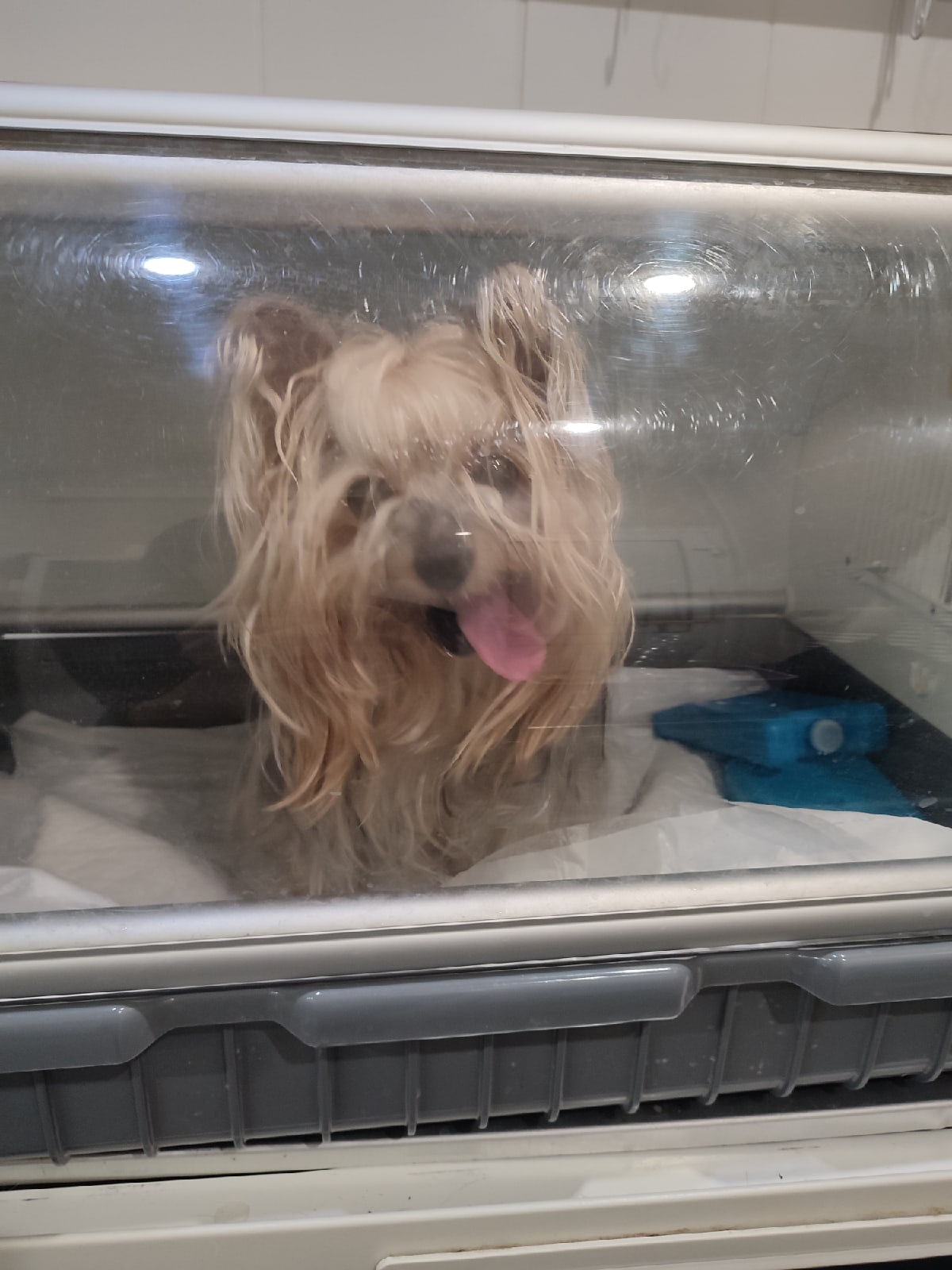 коллапс трахеи у йоркширский терьер 