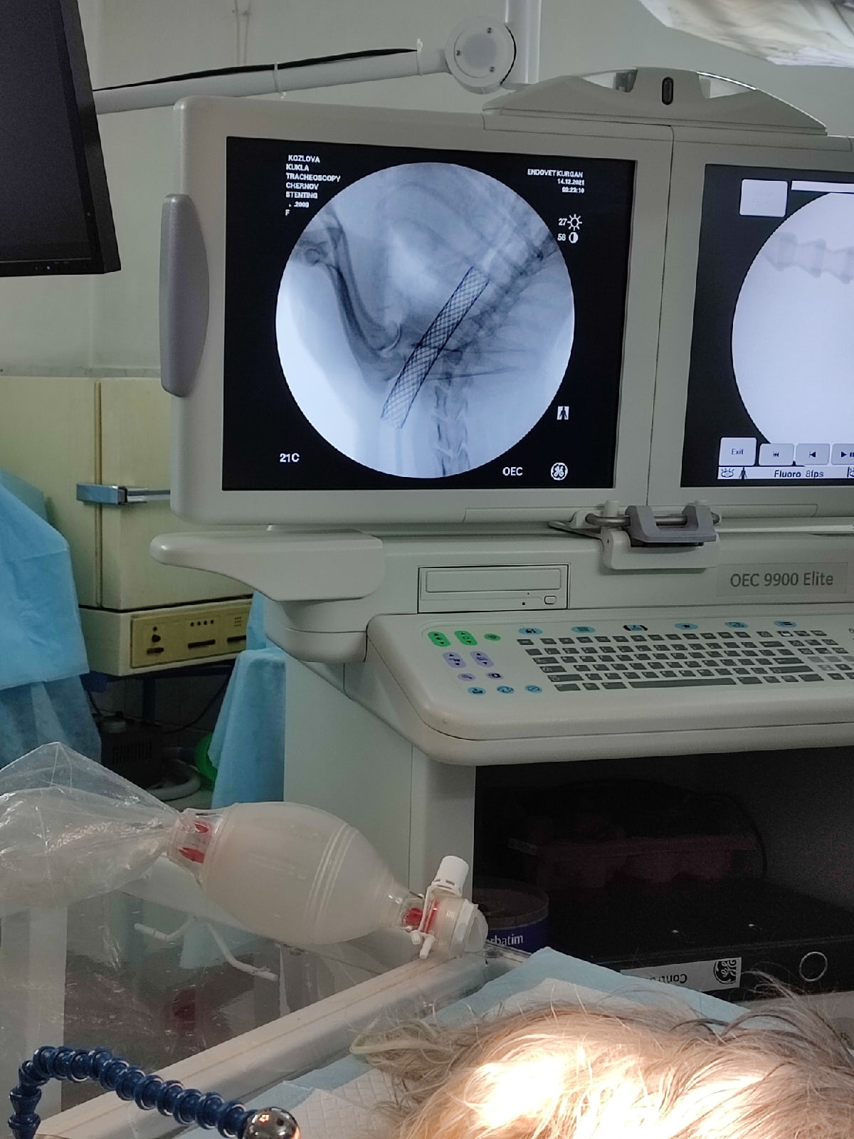 коллапс трахеи у йоркширский терьер 