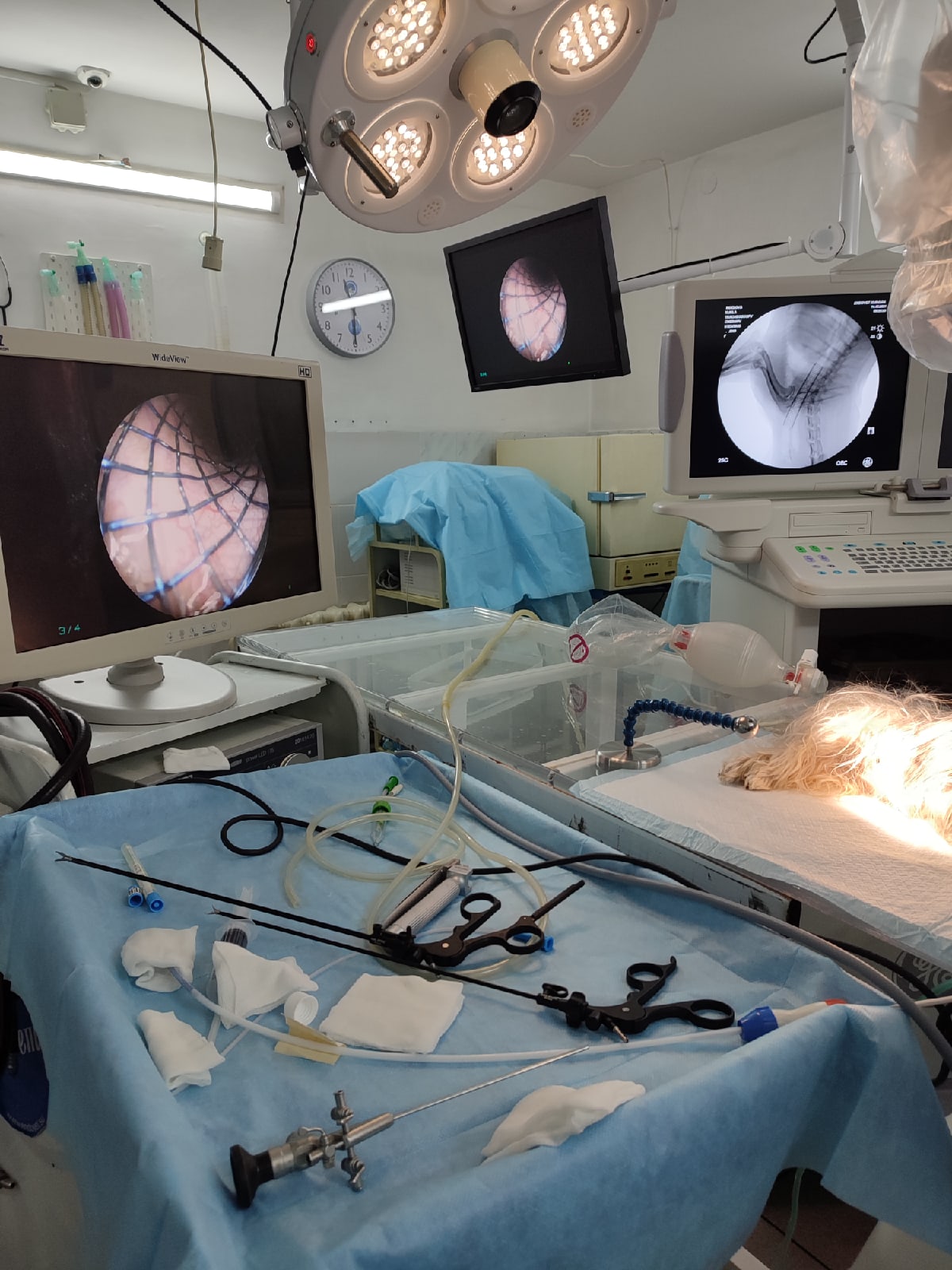 коллапс трахеи у йоркширский терьер 