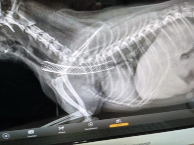 коллапс трахеи Йоркширский терьер