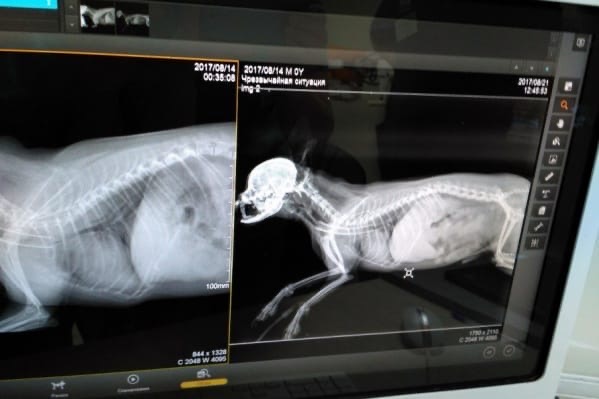 коллапс трахеи Йоркширский терьер