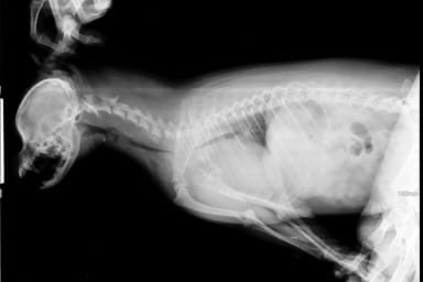 коллапс трахеи померанский шпиц