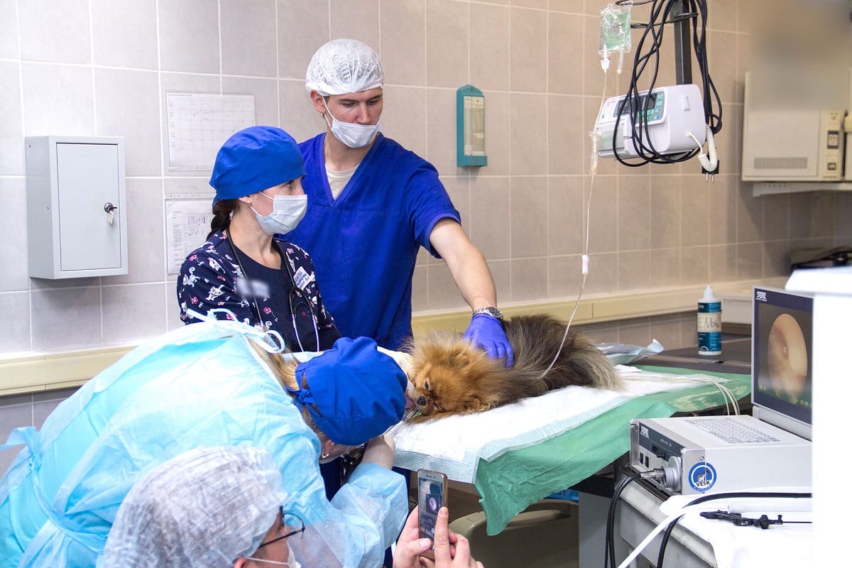 коллапс трахеи померанский шпиц