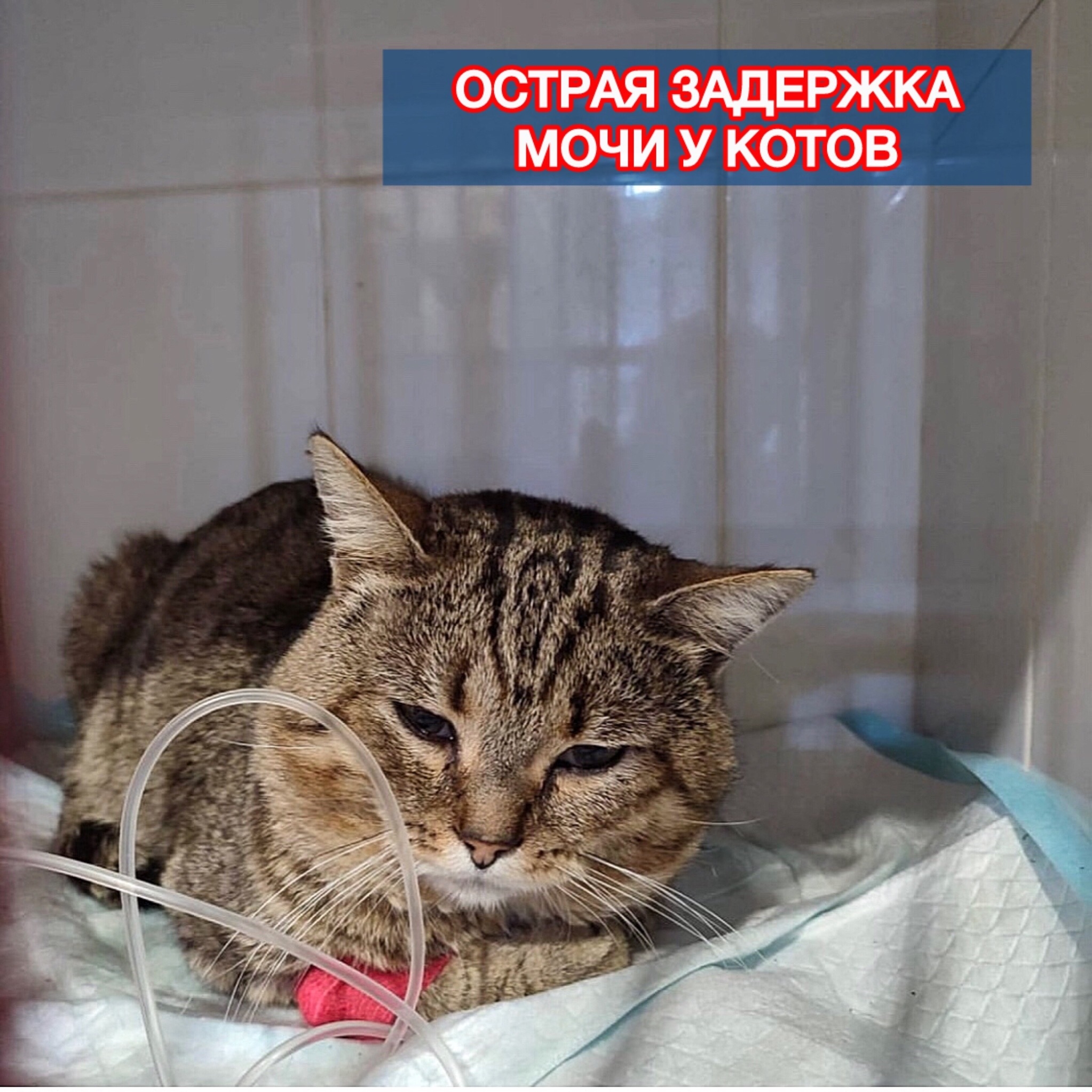 МКБ у котов