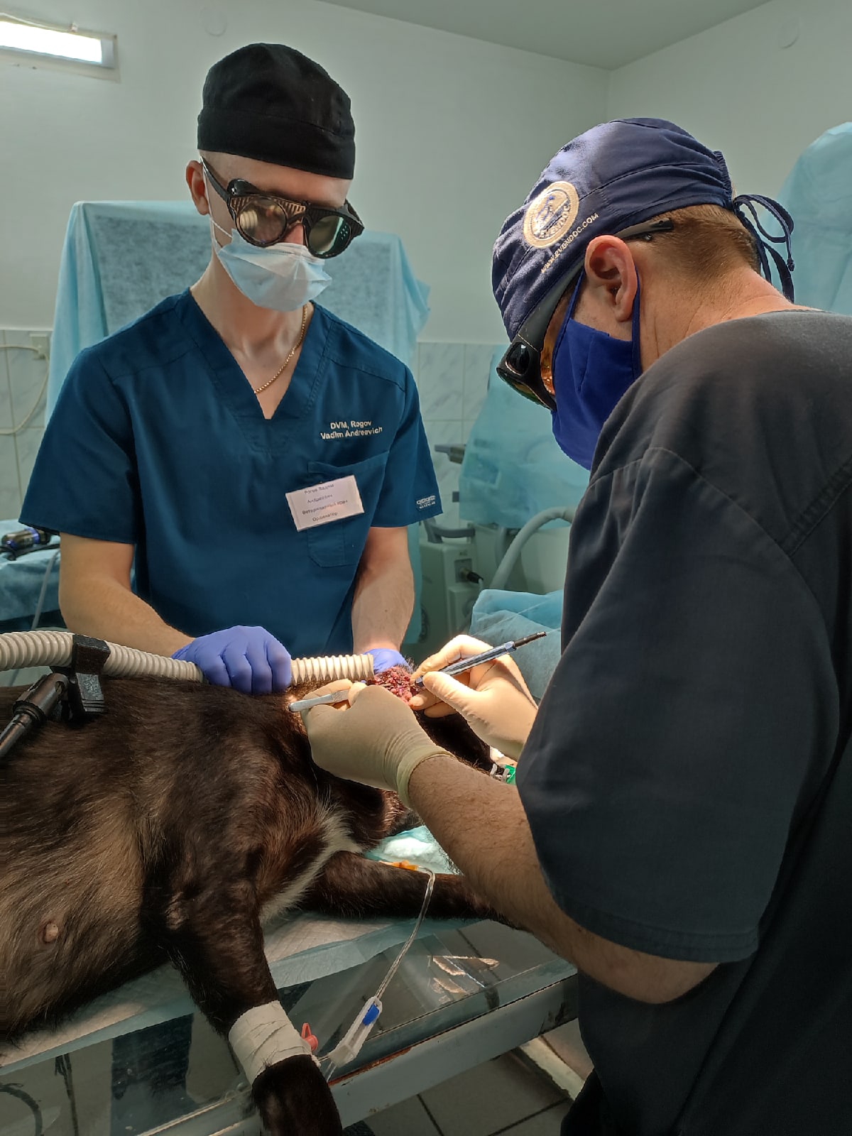 Отоскопия у собак и кошек