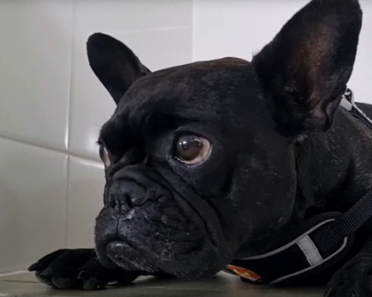 Риноскопия у собак