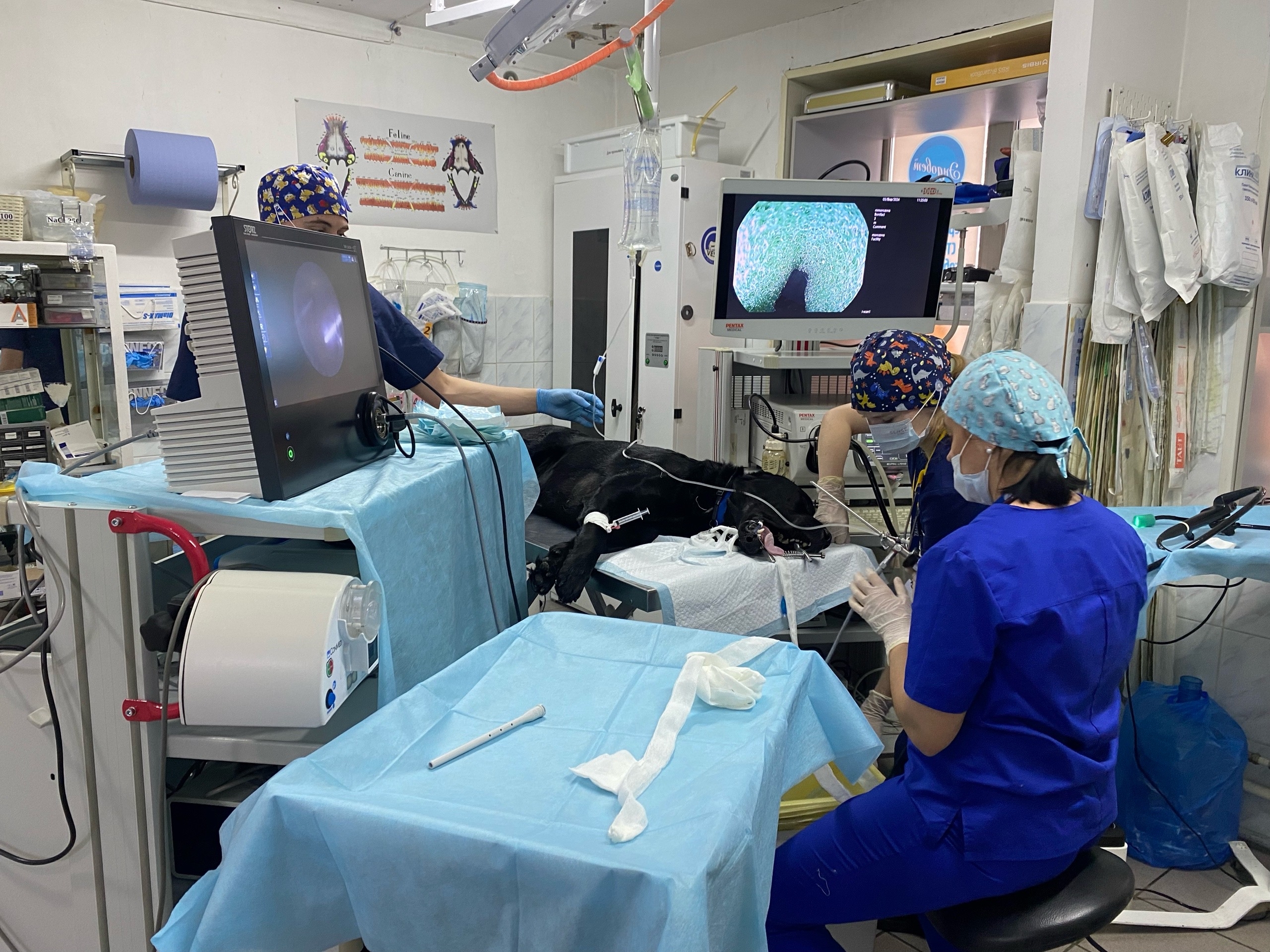 Риноскопия у собак