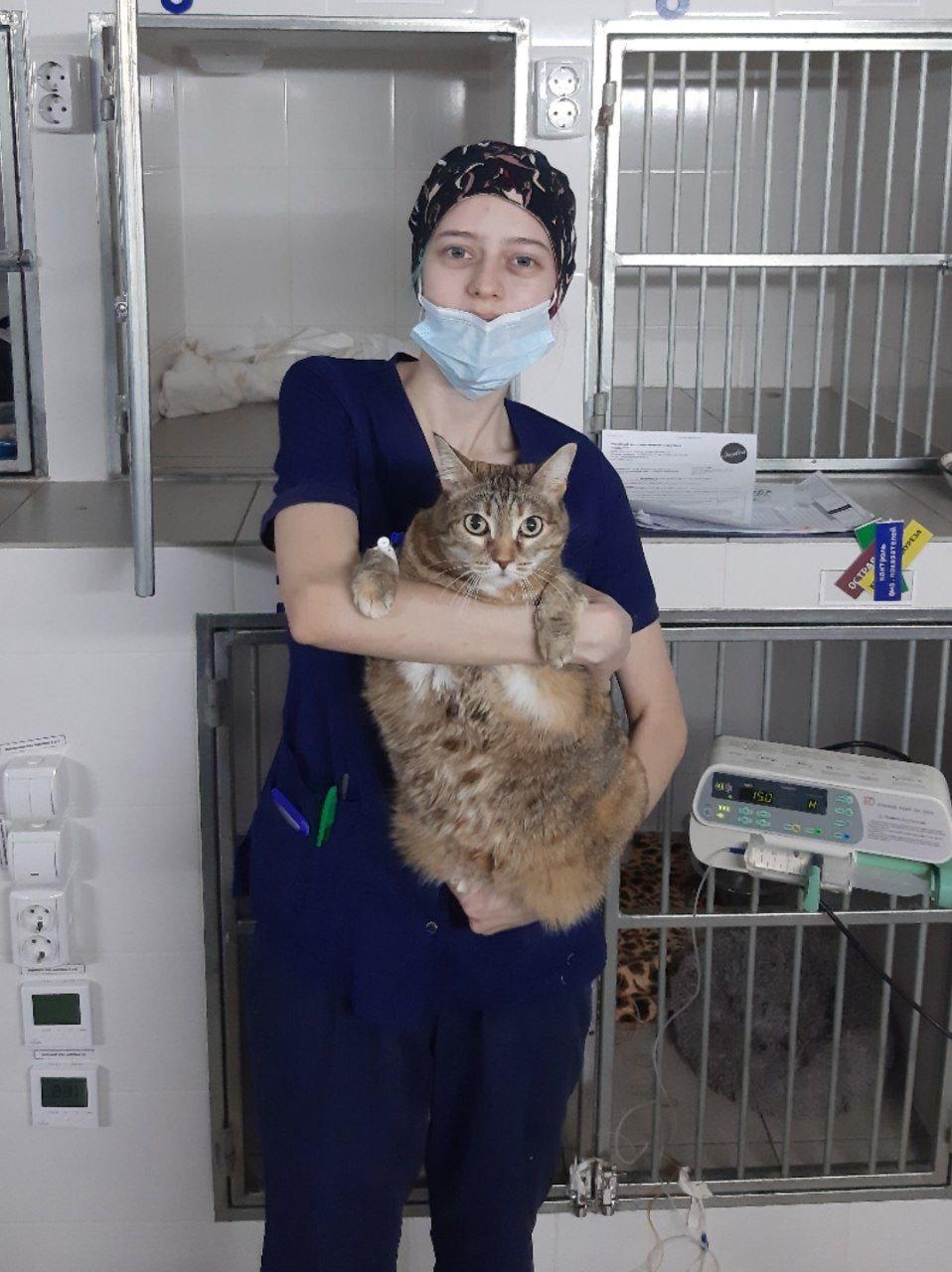 Литотрипсия дробление камней у кошек