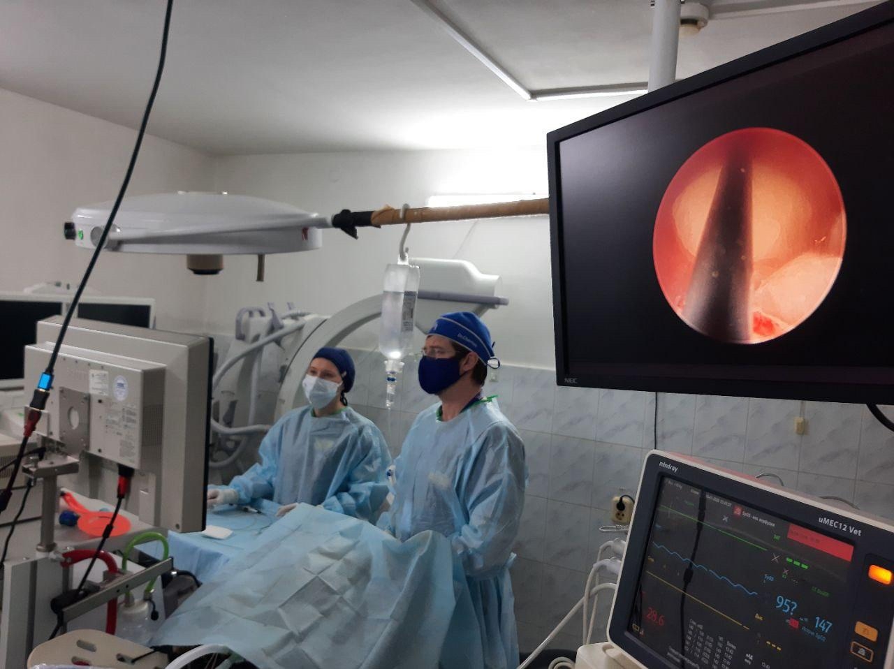 Литотрипсия дробление камней у кошек