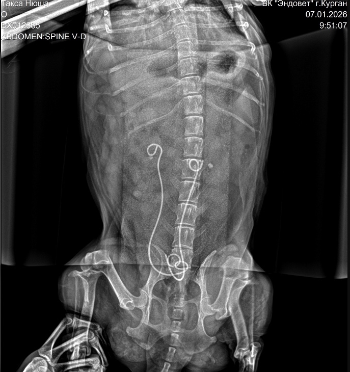 Литотрипсия дробление камней у собак