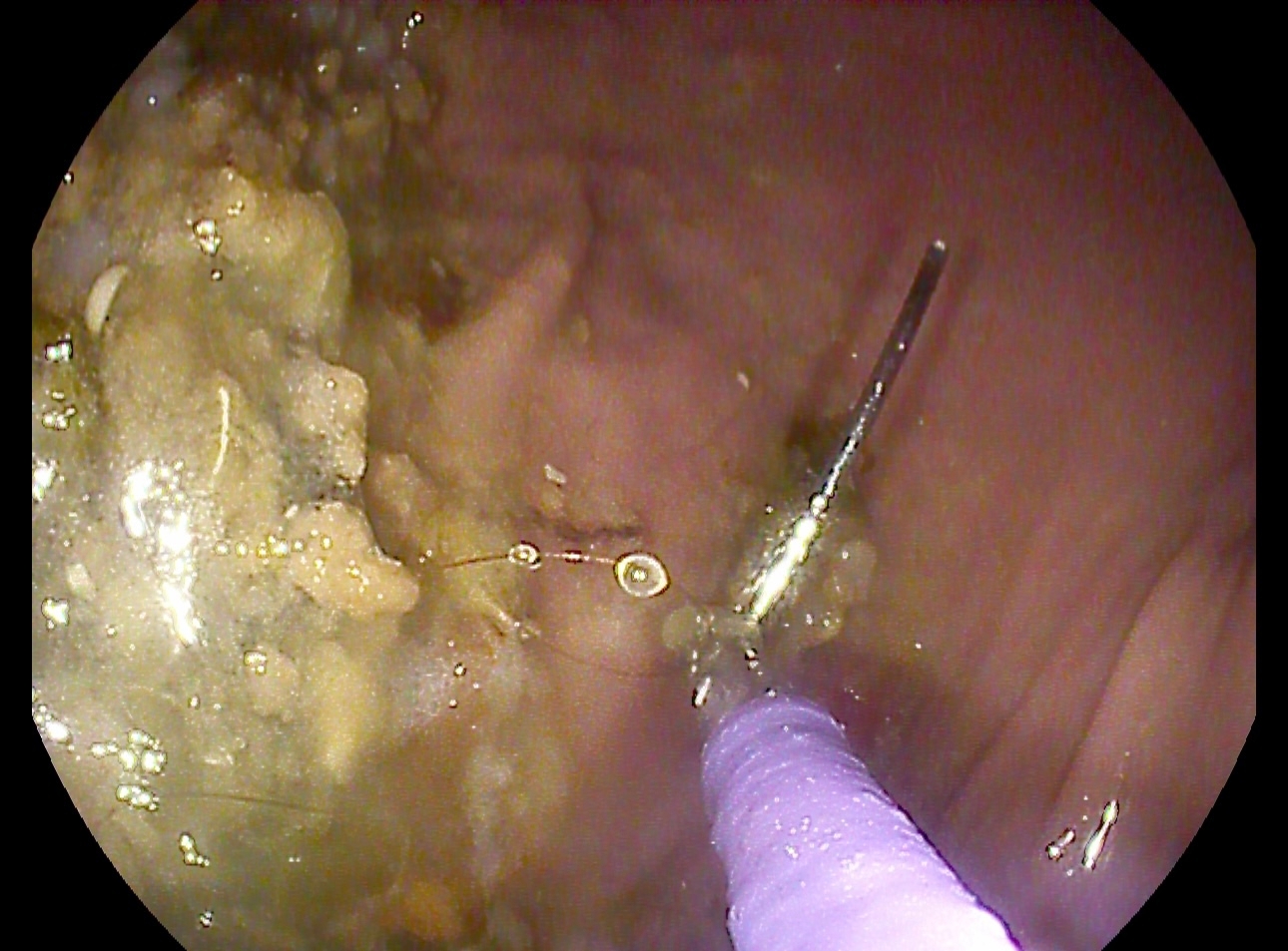 Гастроскопия собак