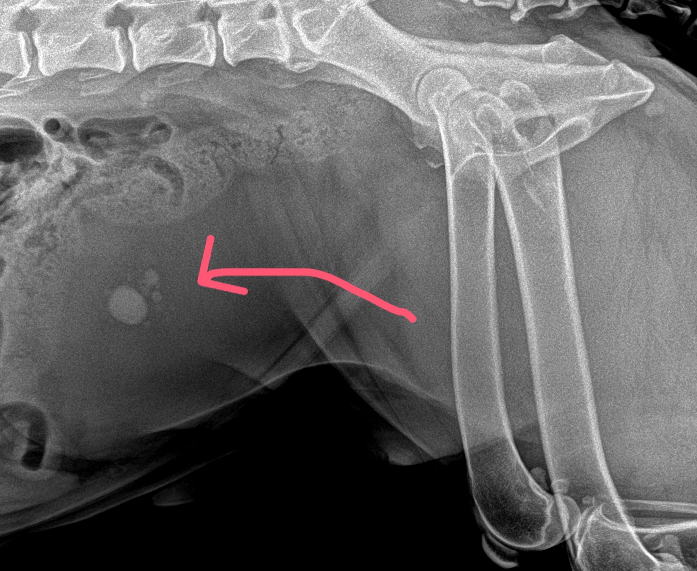 Удаление камней из мочевого пузыря собаки