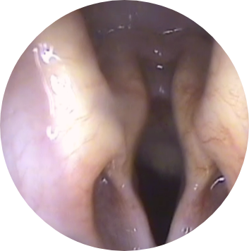  гортань собаки ларингоскопия