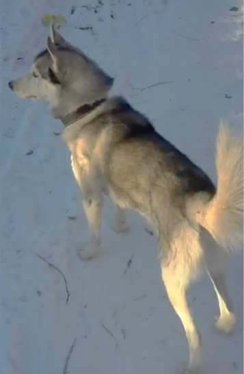 артроскопия собак