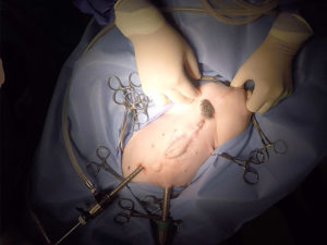 Промежностная грыжа у собак