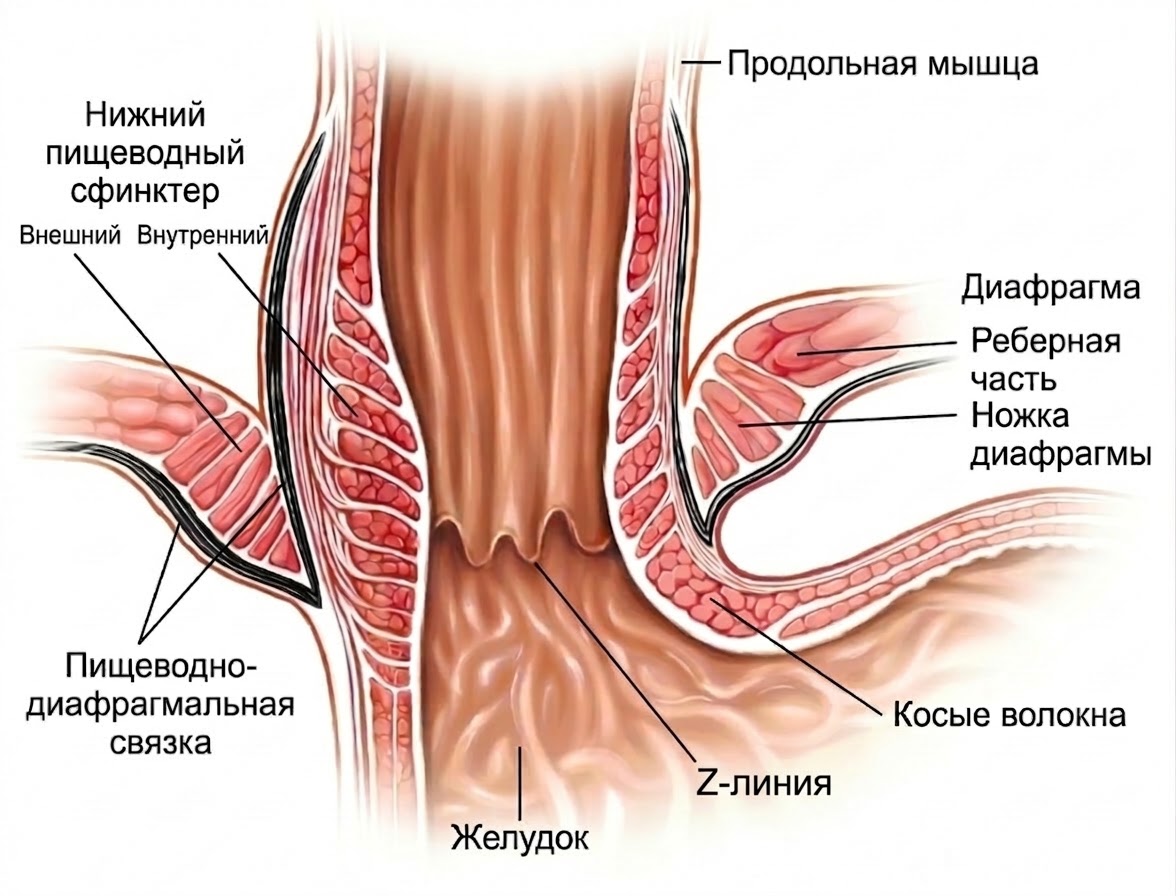 мегаэзофагус у собак