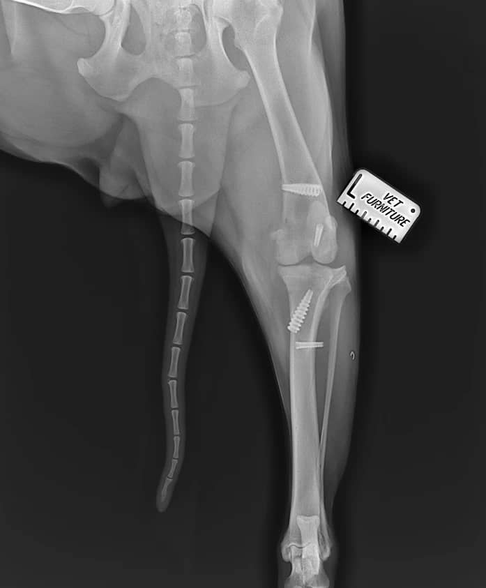 Лечение ПКС у собак