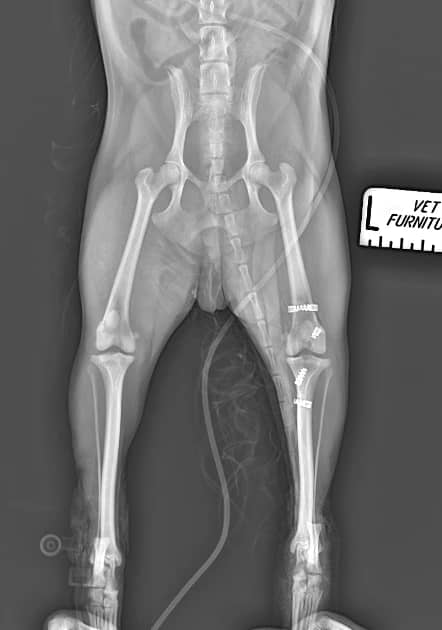 Лечение ПКС у собак