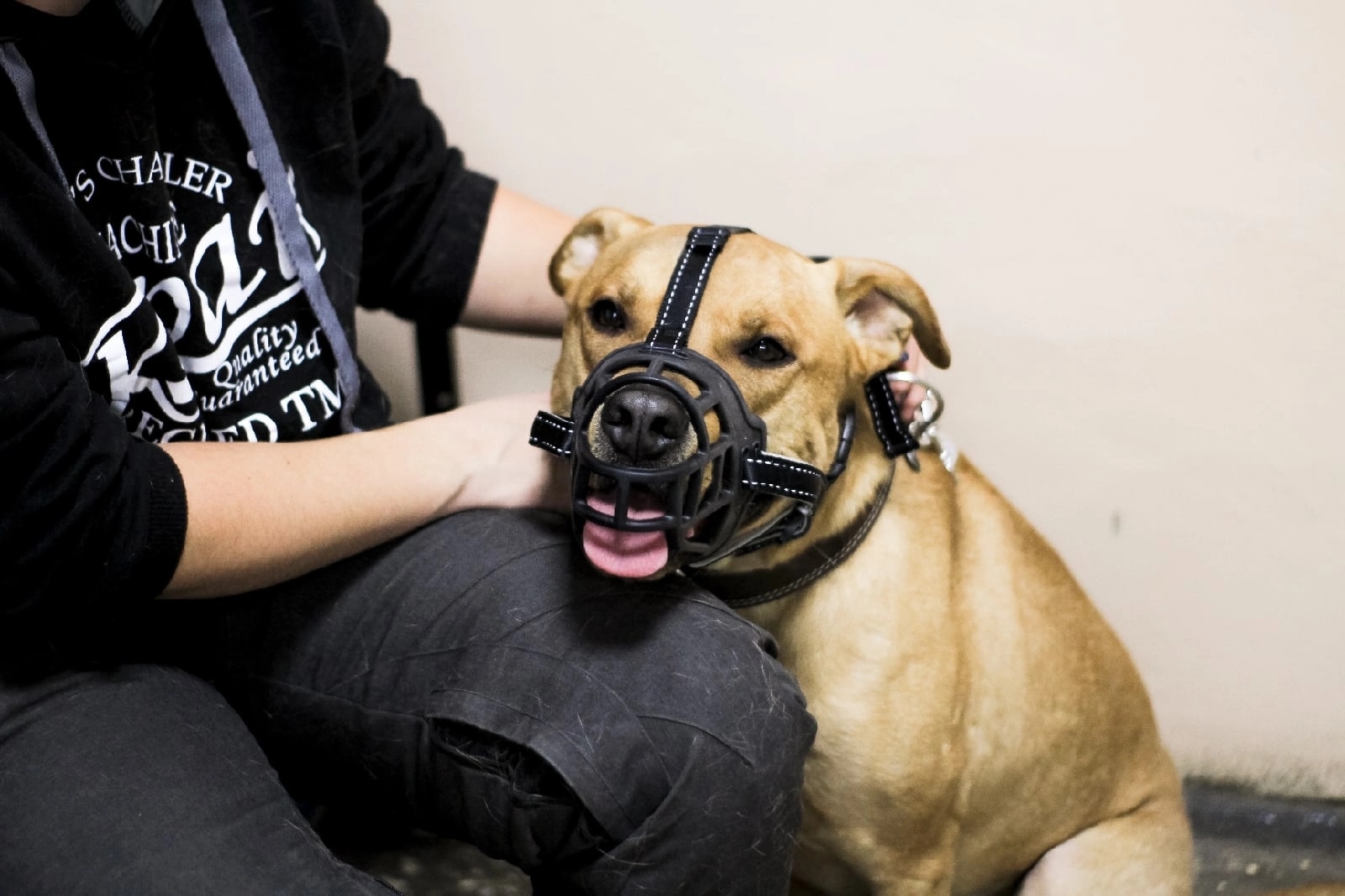 полип у собаки