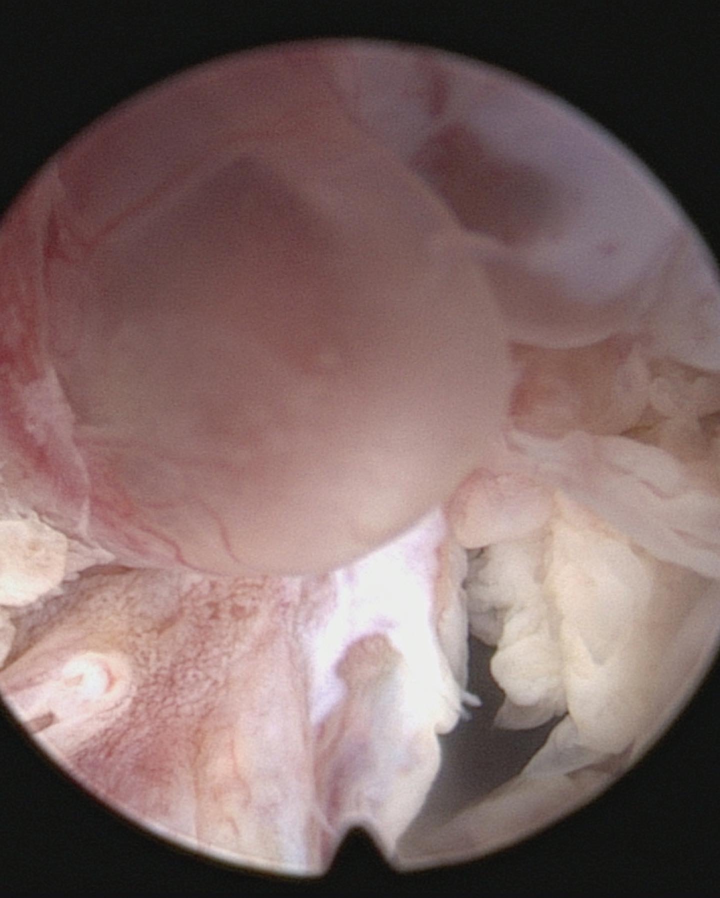 Гистероскопия ветеринарная