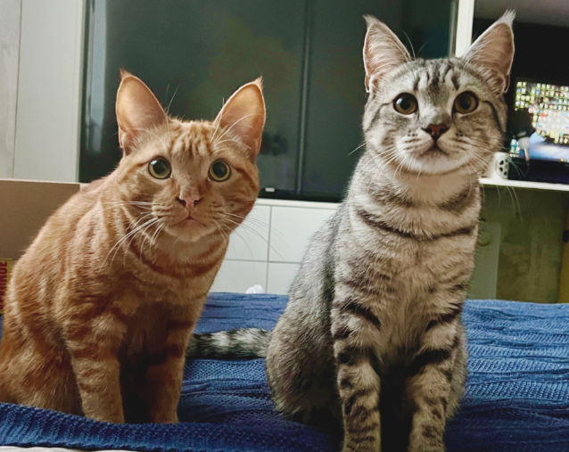 МКБ у кастрированных котов