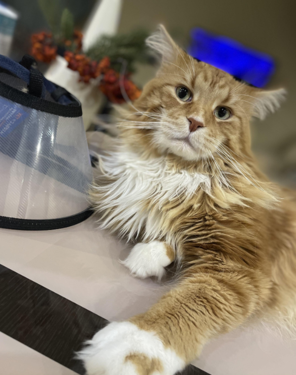 Оксалаты у кошек